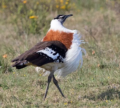 Denham's Bustard male displaying